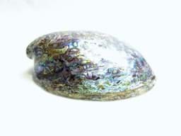 Obraz Dekoration Muschel Seeopal - Abalone Paua - Perlmut irisierend