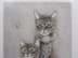 Bild von Farbradierung Katzen Bild, Cat and Kitten, unleserlich signiert, gerahmt