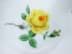 Picture of Meissen Porzellan Muschel Schale, Gelbe Rose, 1. Wahl