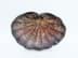Image de Jugendstil Muschelschälchen aus Messing, patiniert, antik