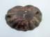 Image de Jugendstil Muschelschälchen aus Messing, patiniert, antik
