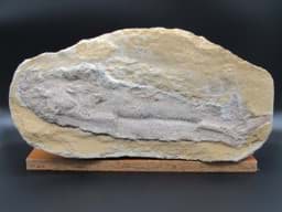 Bild av Fossiler Fisch, versteinert, Fossil Sammlerstück
