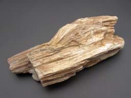 Image de Versteinertes Holz Stück, 238 Gramm, 13,3 cm