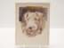 Bild von Aquarell Josef Schmidt (1908-1951) Hundeporträt