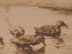 Bild von Karl Ewald Olszewski (1884 - 1965) Enten am Tümpel Farbaquatintaradierung signiert & bezeichnet