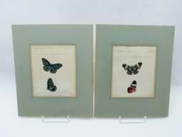 Bild von Jacob Hübner (1761-1826) Kupferstich Schmetterlinge 1806