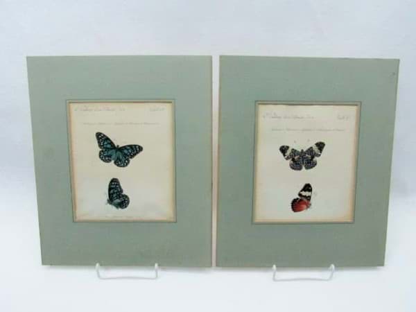 Bild von Jacob Hübner (1761-1826) Kupferstich Schmetterlinge 1806