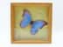 Bild von Brasilianischer Schmetterling Azuclau (?), Präparat, blau