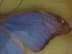 Bild von Brasilianischer Schmetterling Azuclau (?), Präparat, blau