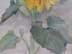 Bild von Aquarell Blumenstillleben Sonnenblume, Bild monogrammiert und datiert 1952
