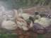 Bild von Ölgemälde Enten Familie, 20. Jh., undeutlich signiert, Ölbild