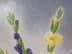 Bild von Ölbild Blumenstillleben Gladiolen Strauß, Gelb & Lila, Öl/Leinwand