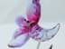 Bild von Swarovski Blume Dorora Fuchsia Rain mit OVP
