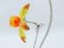 Bild von Swarovski Blume DACALI Light Topaz mit OVP