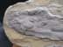 Bild von Fossiler Fisch, versteinert, Fossil Sammlerstück