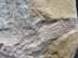 Bild von Fossiler Fisch, versteinert, Fossil Sammlerstück