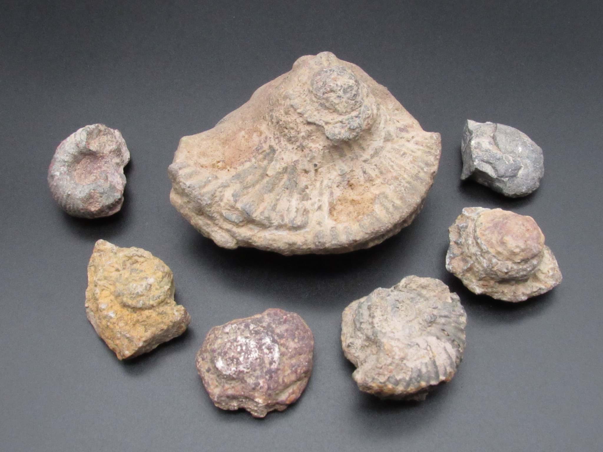 Obraz Konvolut Ammoniten, 7 Stück