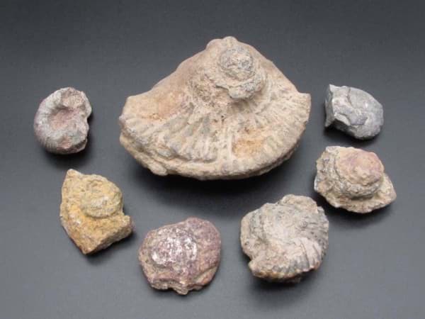 Bild von Konvolut Ammoniten, 7 Stück