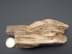 Bild von Versteinertes Holz Stück, 238 Gramm, 13,3 cm