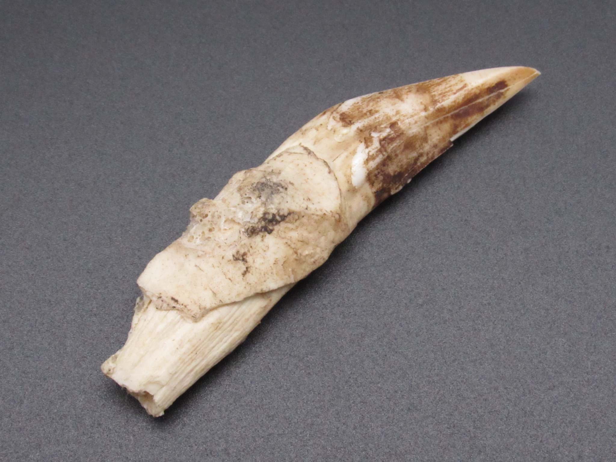 Obraz Historischer fossiler Zahn, Sammlerstück