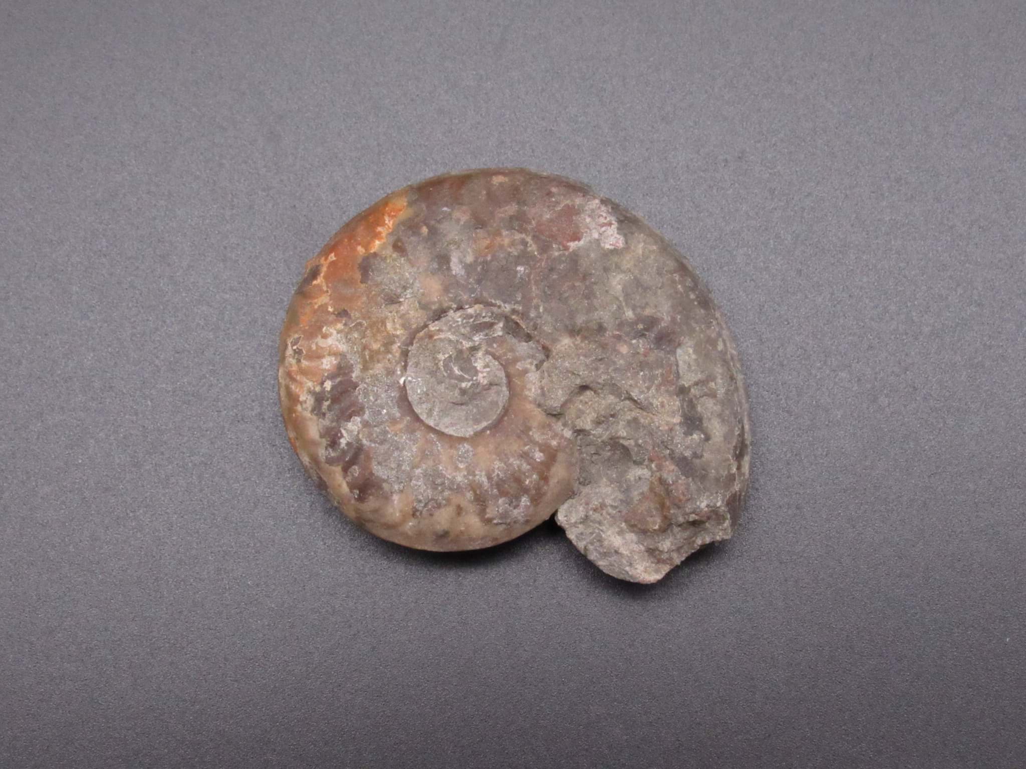 Image de Ammonit, 34 Gramm, 4,8 cm