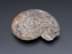 Bild von Ammonit, 34 Gramm, 4,8 cm