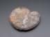 Bild von Ammonit, 34 Gramm, 4,8 cm