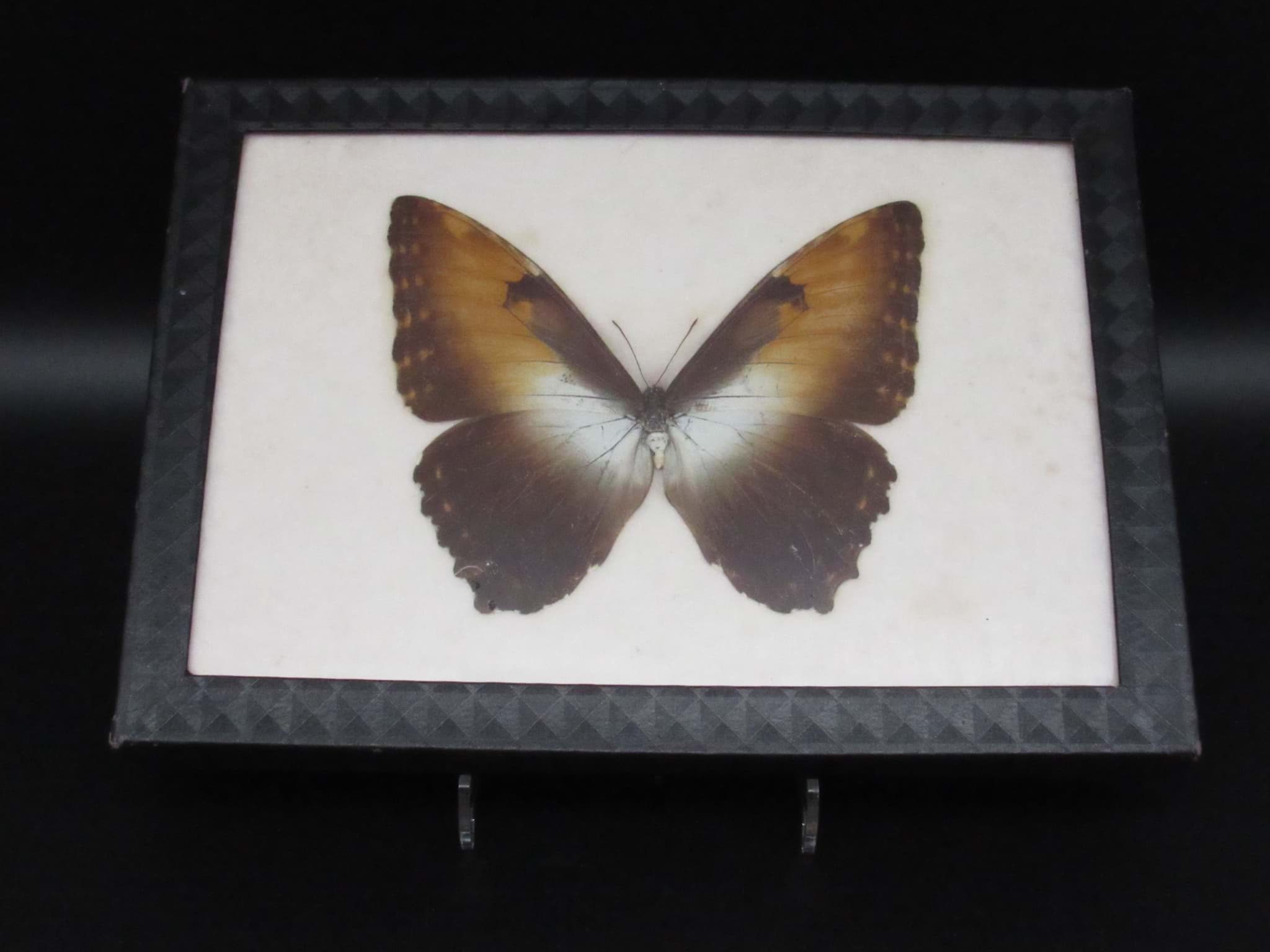 Obraz Schmetterling Kiblers Alt-Präparat, Morpho hecuba in Schaukasten