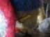 Afbeelding van Konvolut Plüschtiere meist Steiff, Dachbodenfund 