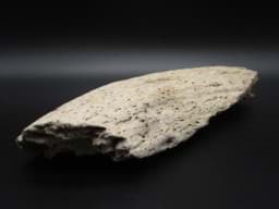 Obraz Fossiles Stück Ur-Rind Horn, wohl von Bos primigenius